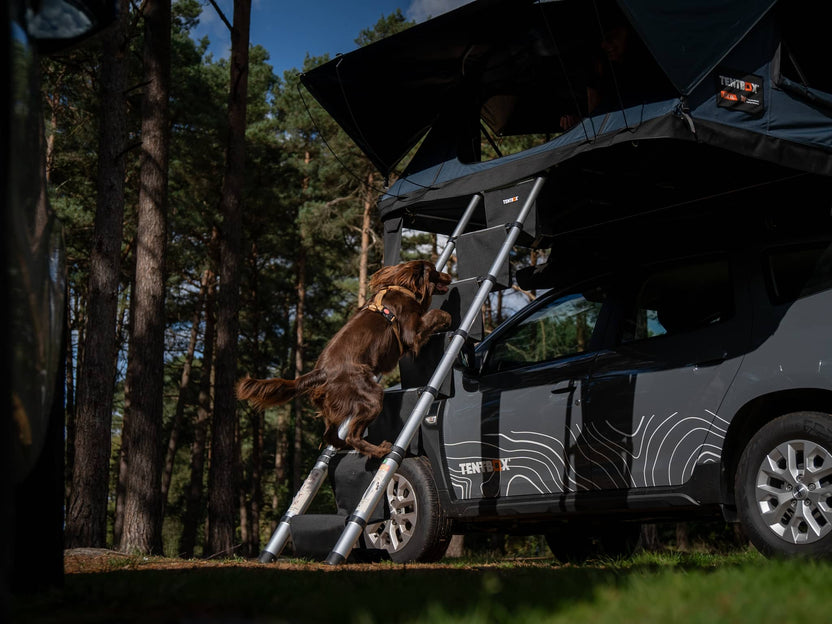 dachzelt leiter hund Leiterstufen